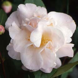 camellia high fragrance